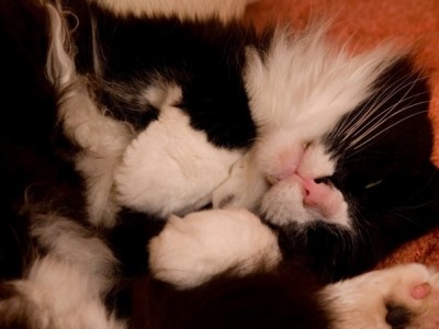 cat1.jpg